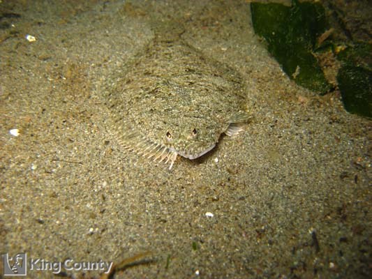 Photo of Speckled Sanddab - Citharichthys stigmaeus